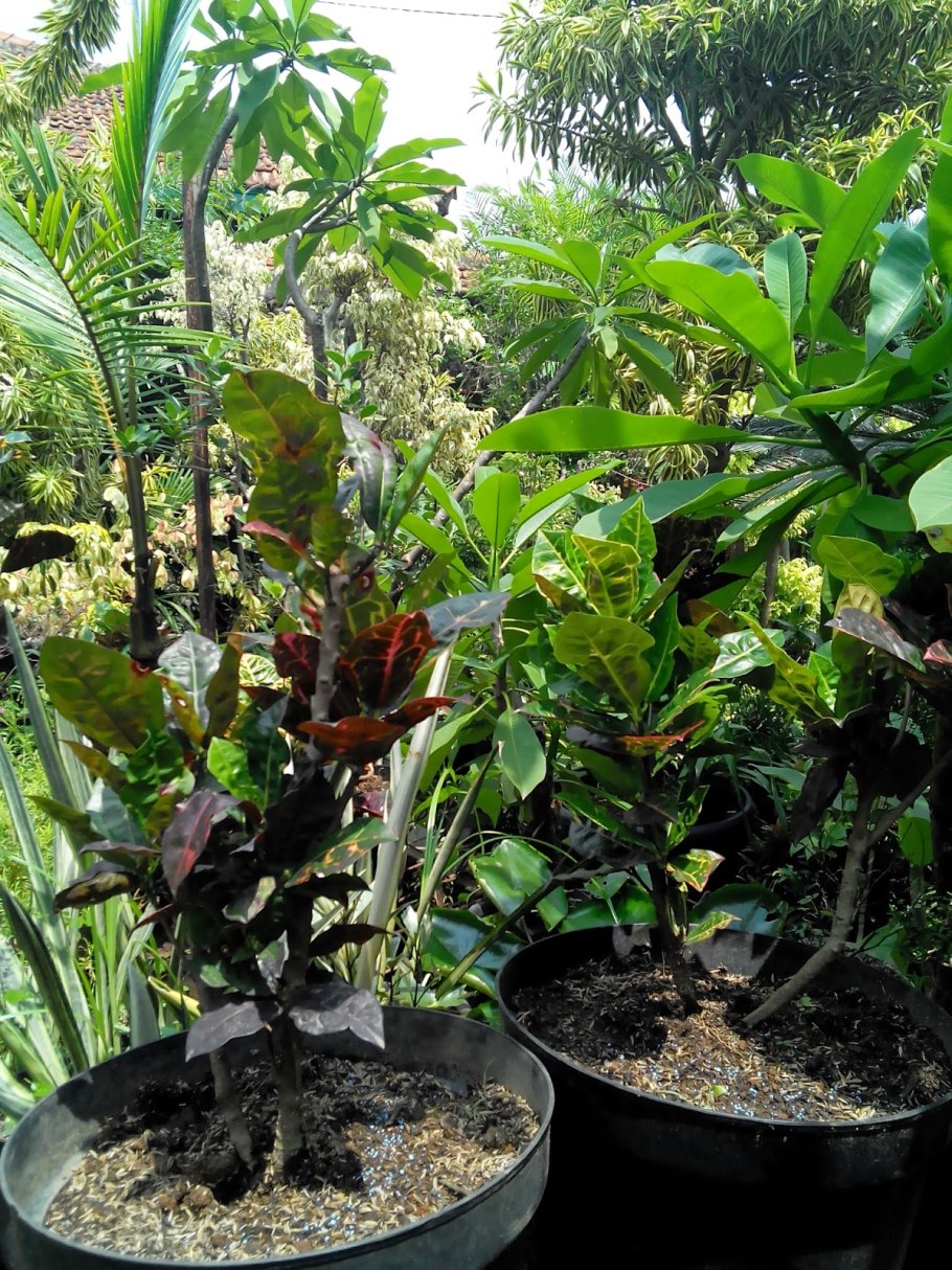 Пальма равенала Мадагаскарская