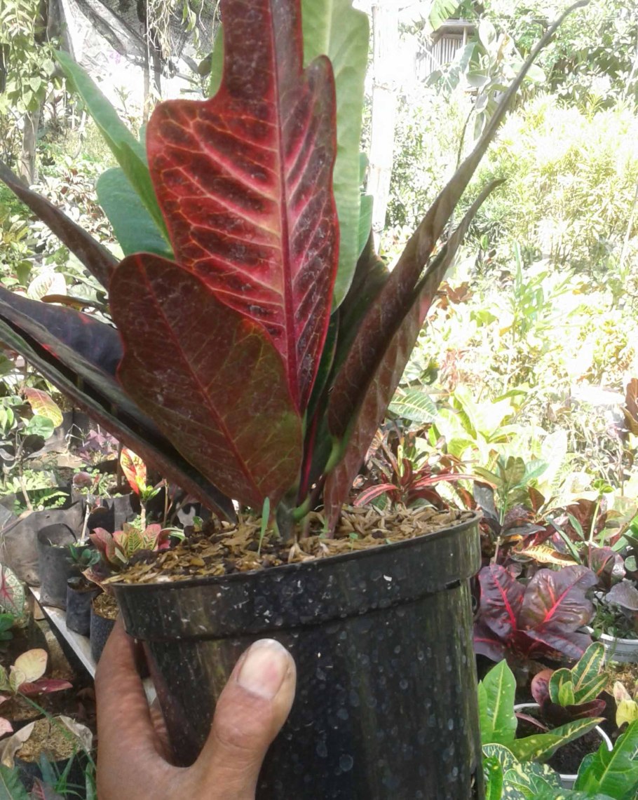 Рассел орхи