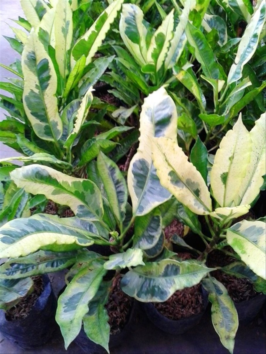 Кротон кодиеум тамара