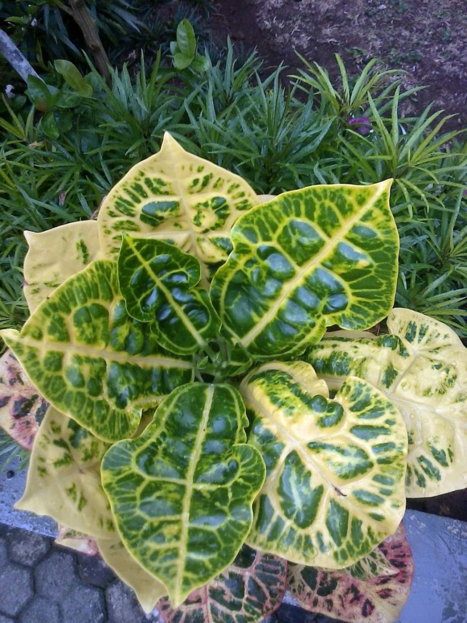 Кротон кодиеум