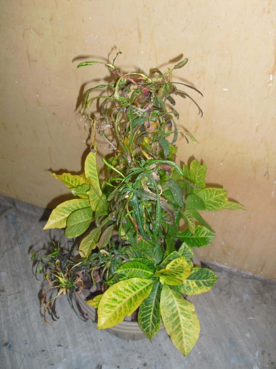 Филодендрон Рейнфорест