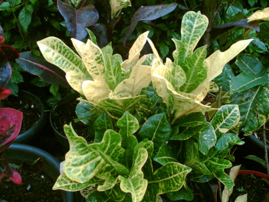 Pur растения