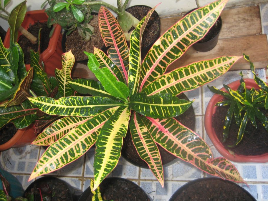 Цветок кодиеум кротон