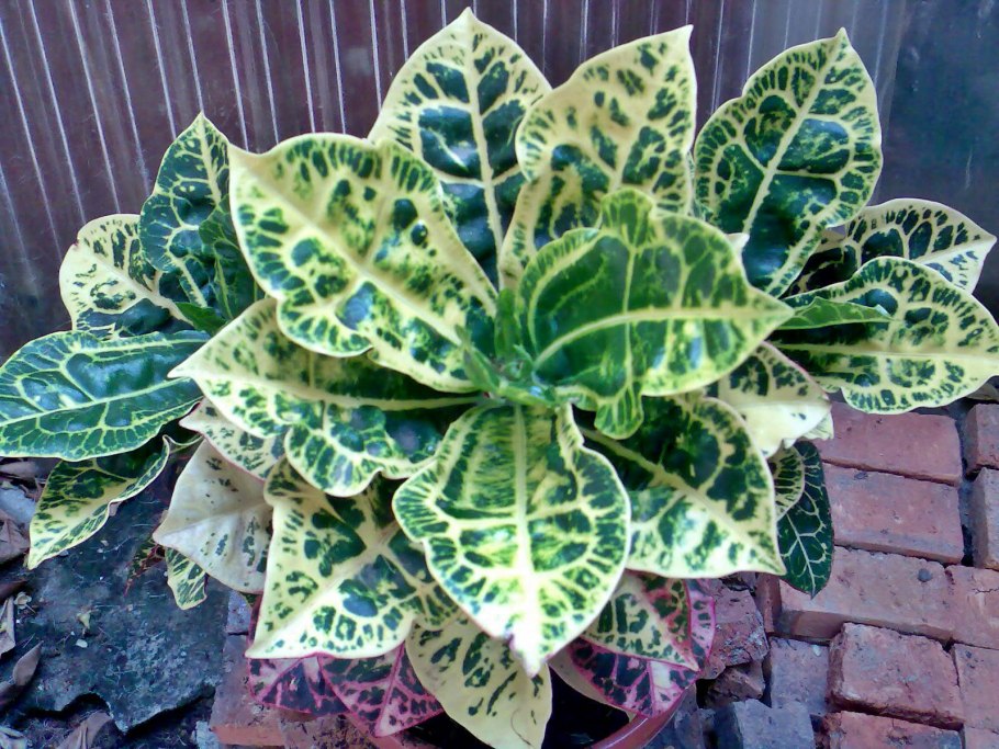 Кротон Кодиеум Вилма