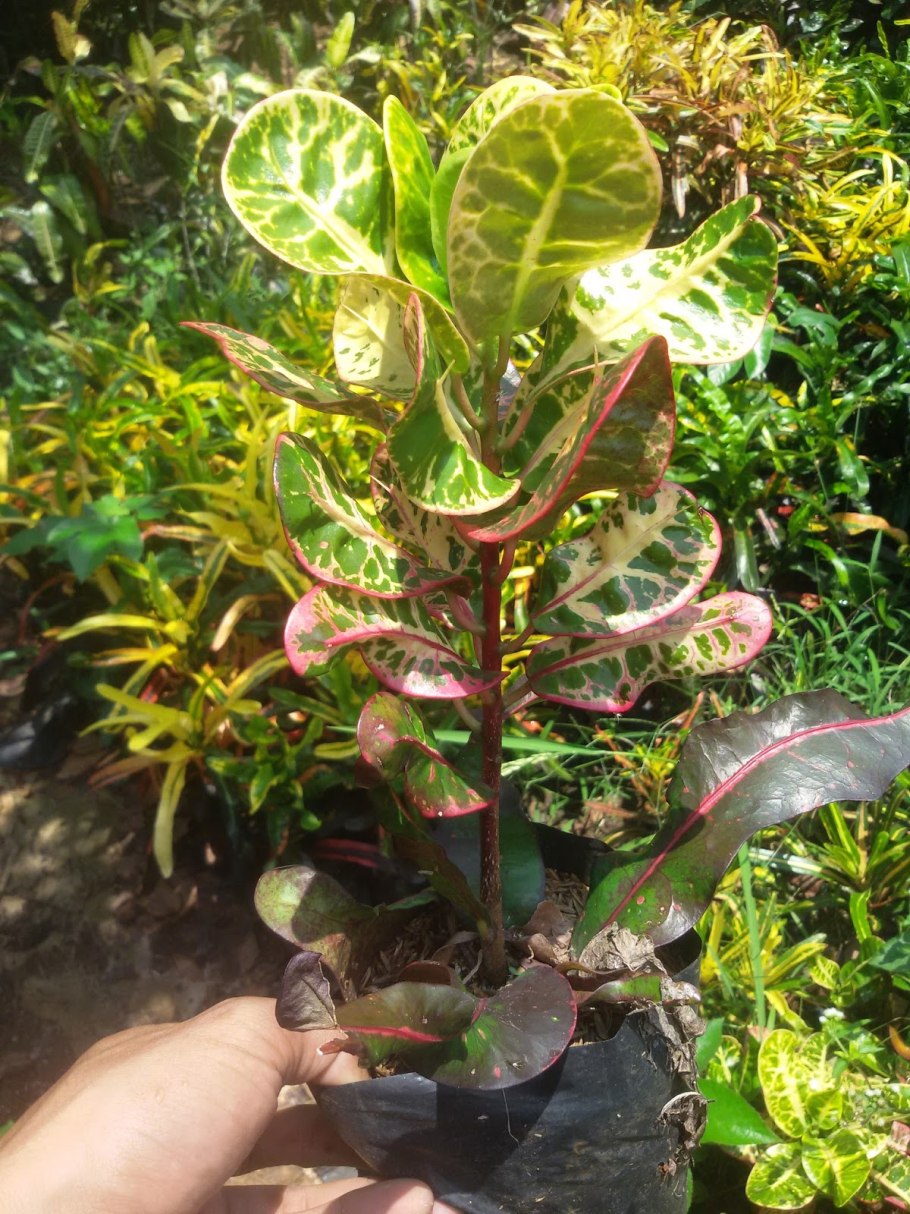 Кодиеум кротон пальма