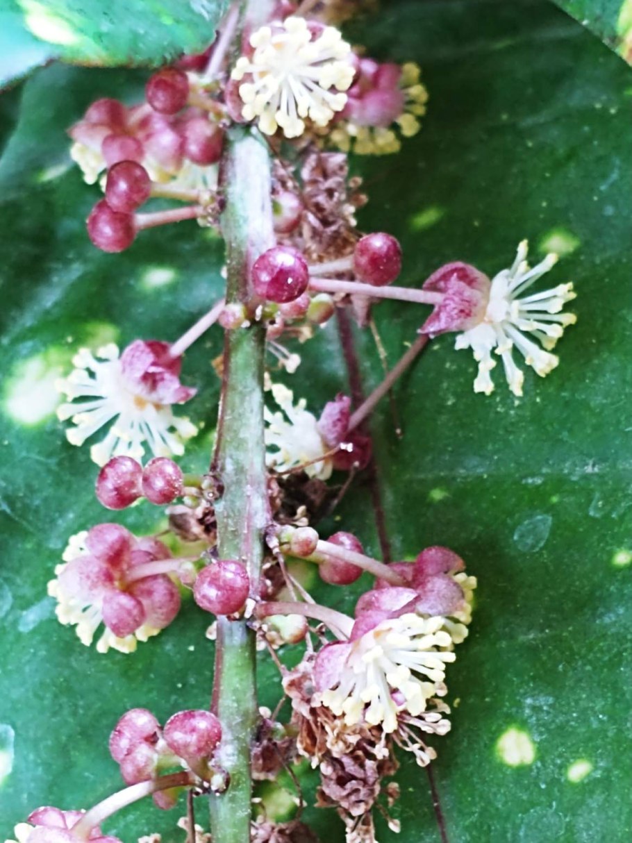 Кротон цветение