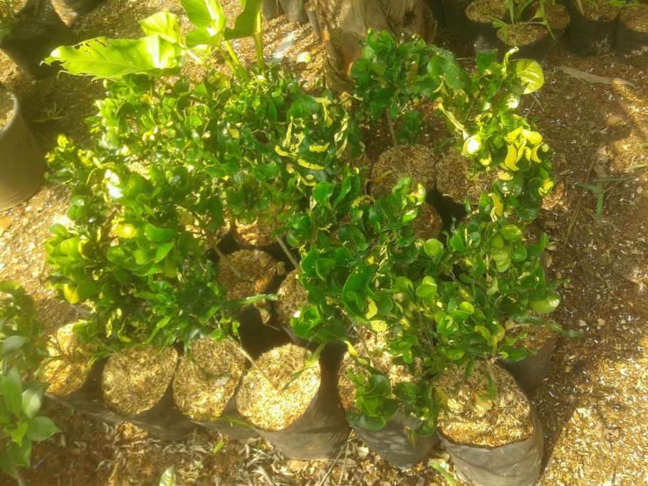 Ficus microcarpa