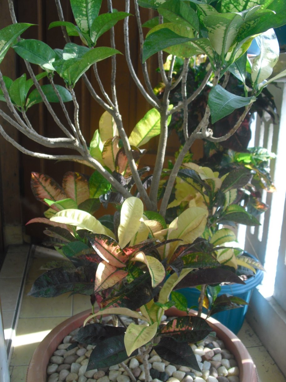 Листья тропических деревьев