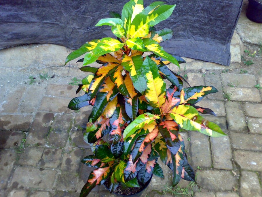 Кодиеум миссис айстон