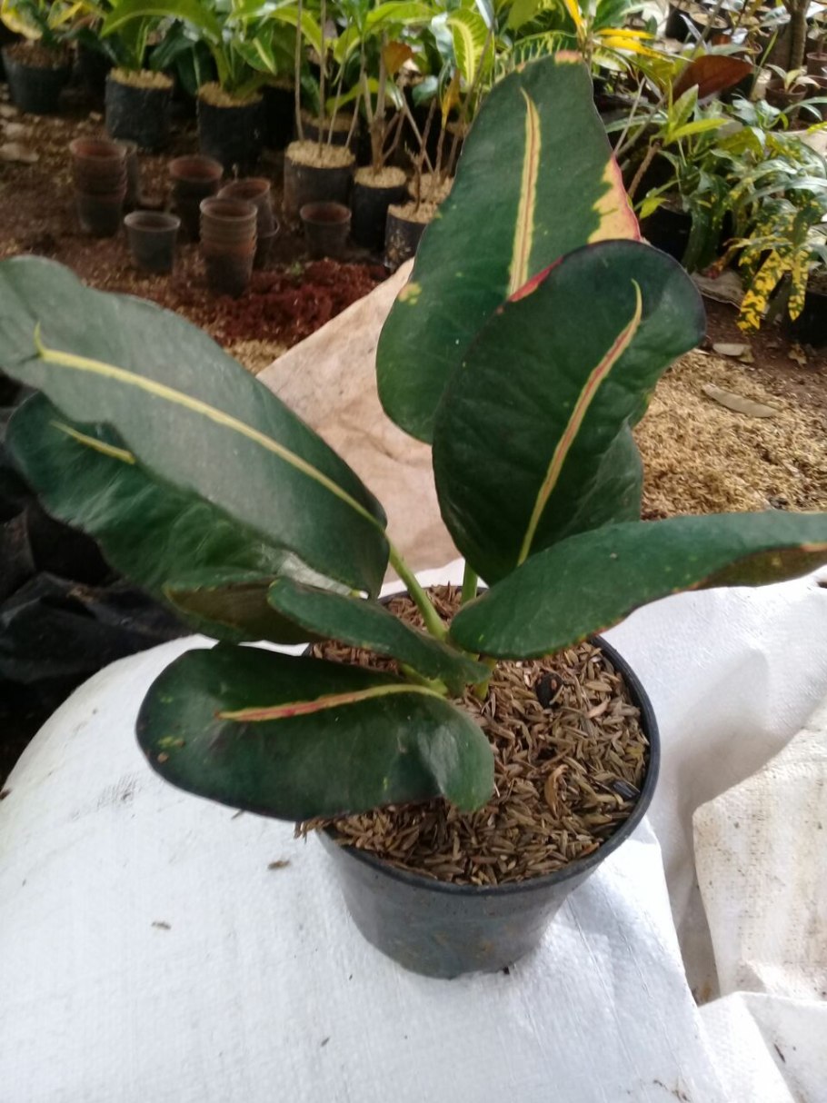 Фикус эластика белиз