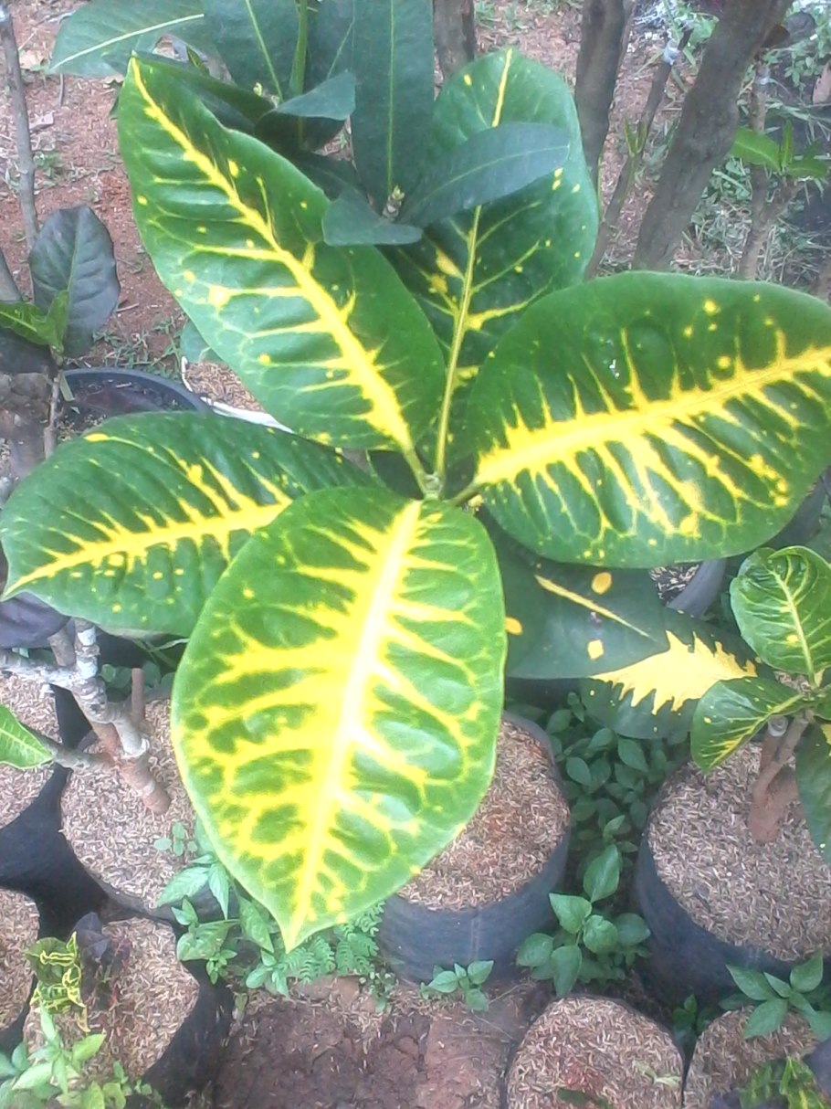 Кротон растение