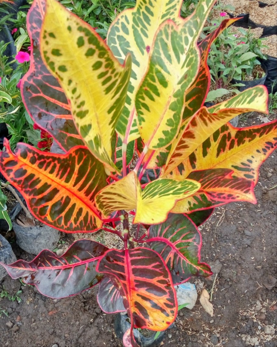 Кротон кодиеум зеленый с красными прожилками