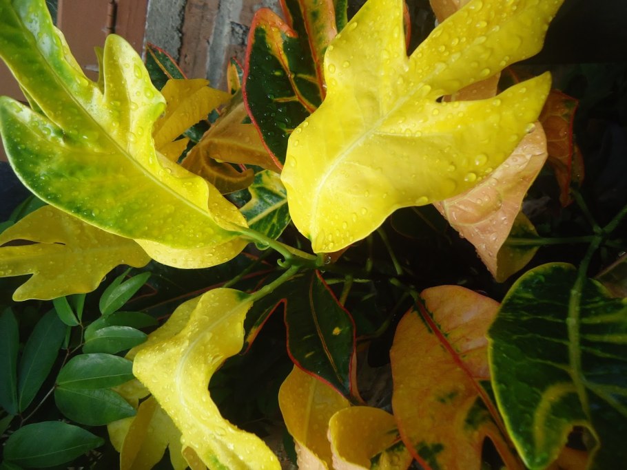 Кротон растение