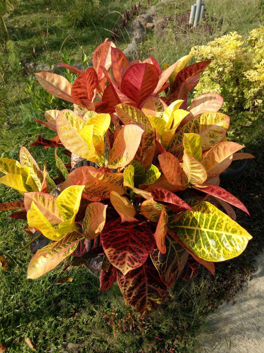 Кодиеум кротон пестрый