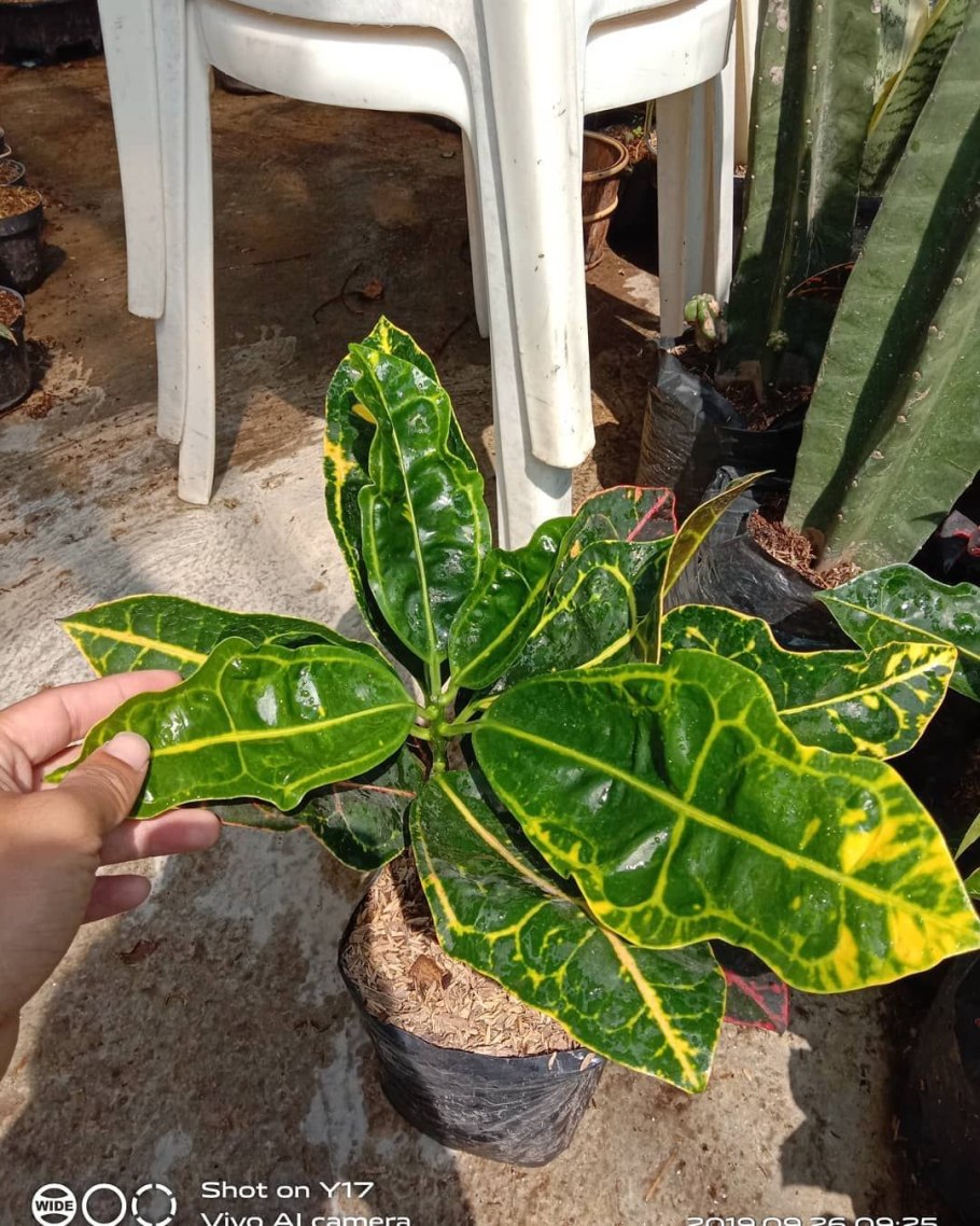 Кротон кодиеум экселент