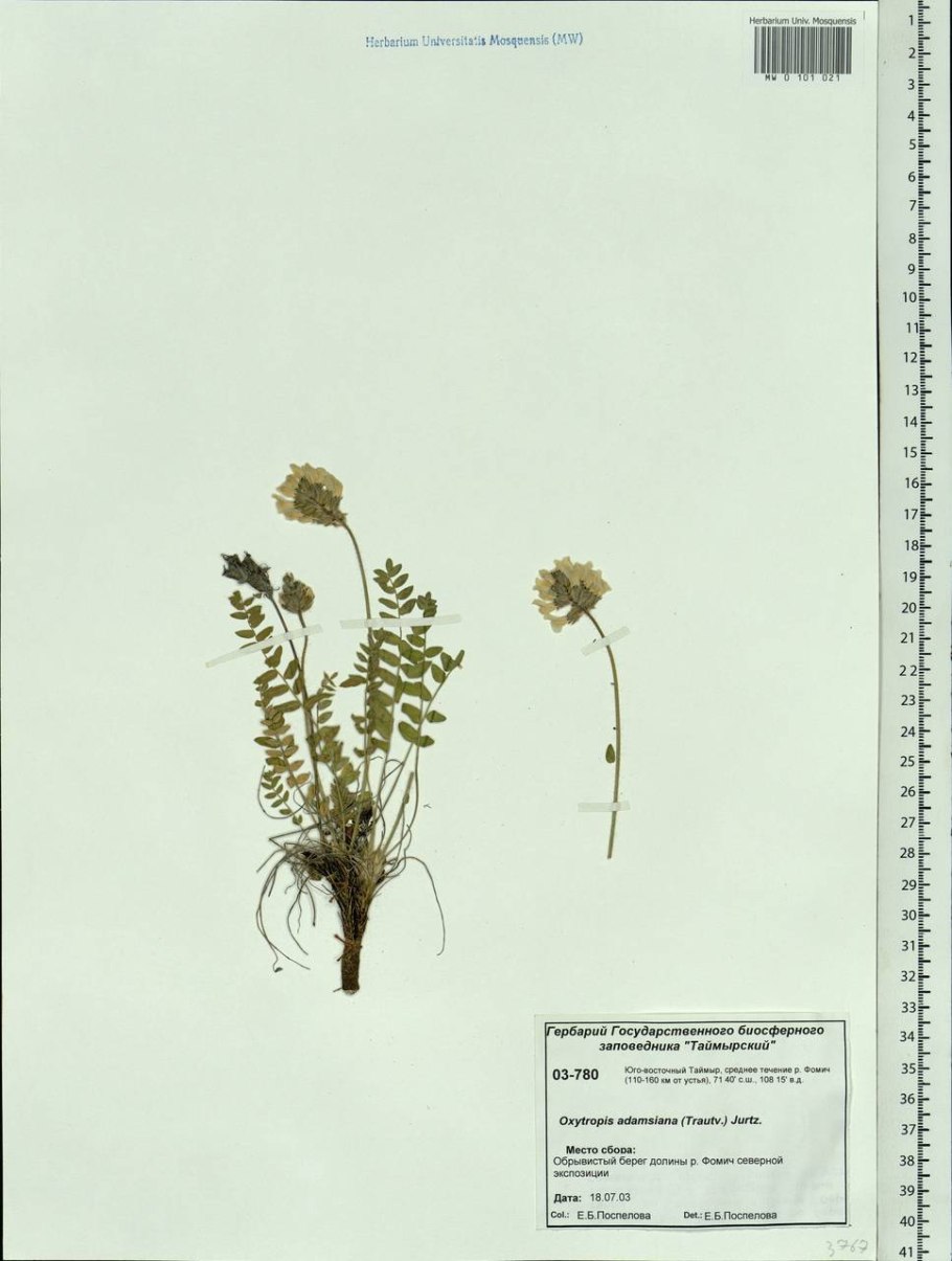 Дикраноцефал Адамса