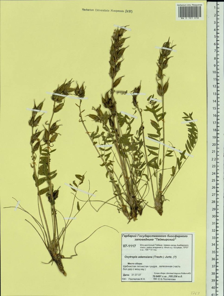 Копеечник щетинистый