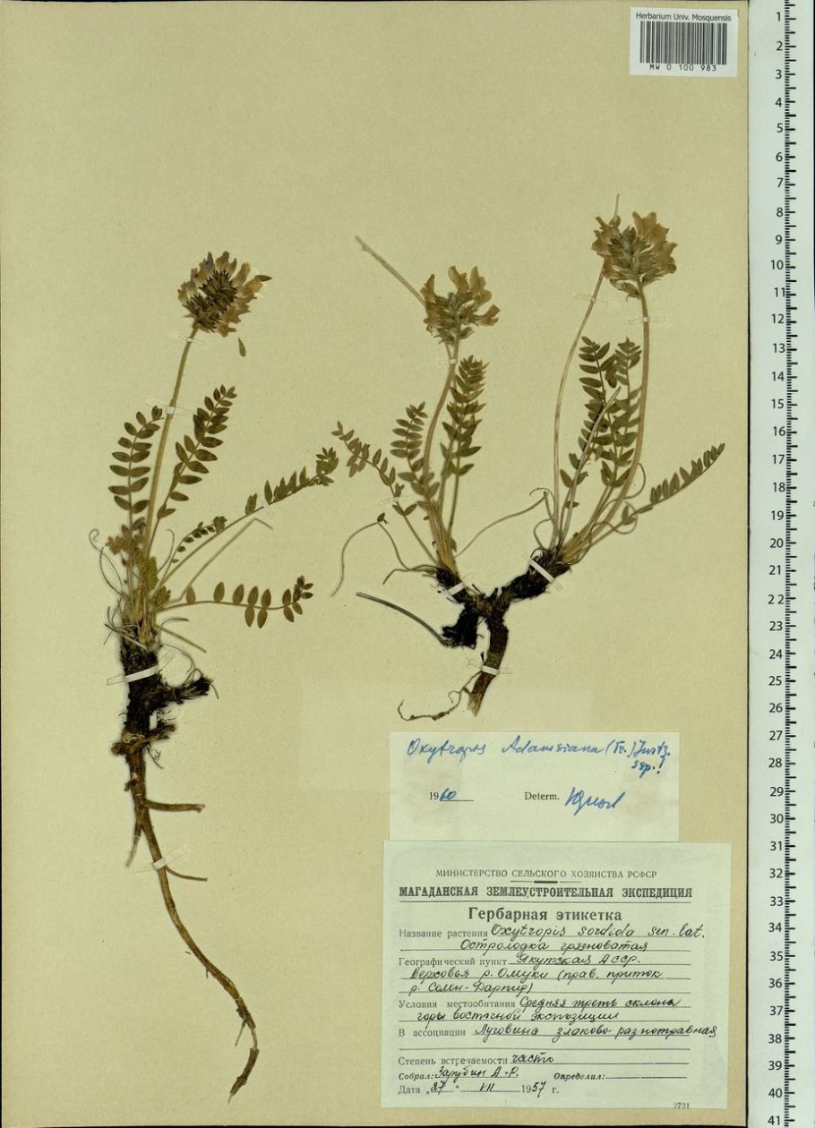 Копеечник Байкал