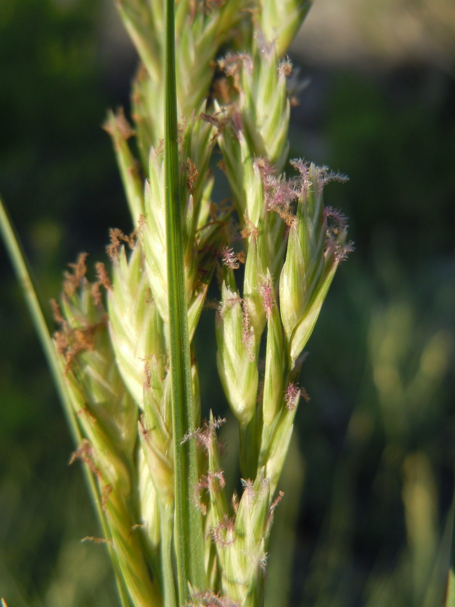 Метёлка Колосков