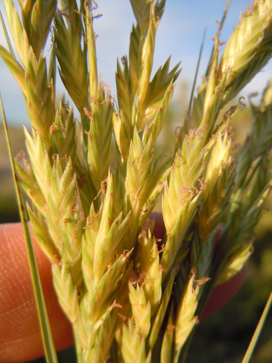 Светло зеленый цвет