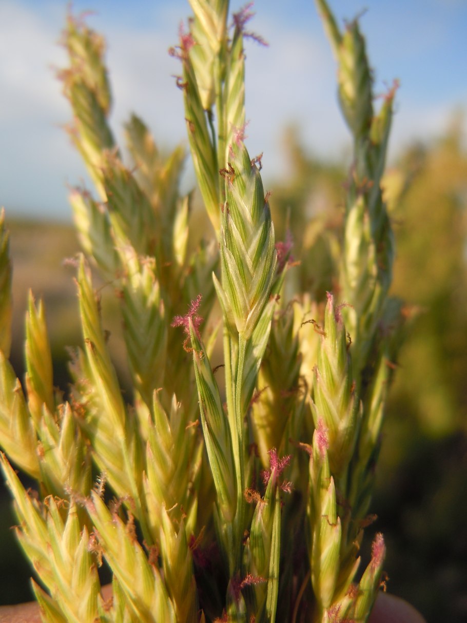 Distichlis spicata  описание