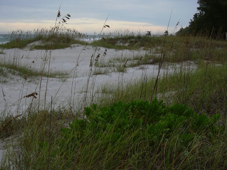 Ламинария сахаристая