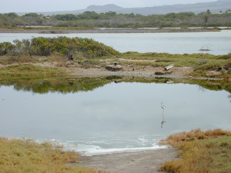 Европейский Лесной кот камышовый
