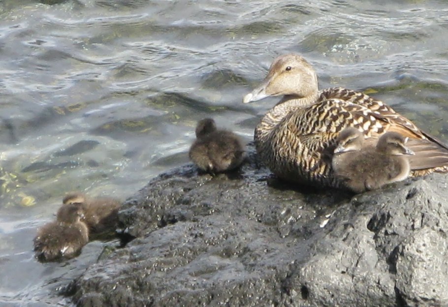 Гага обыкновенная кандалакшский заповедник