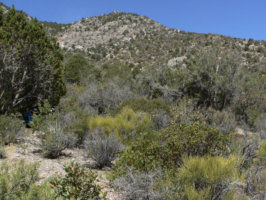 Рысь Дальневосточная