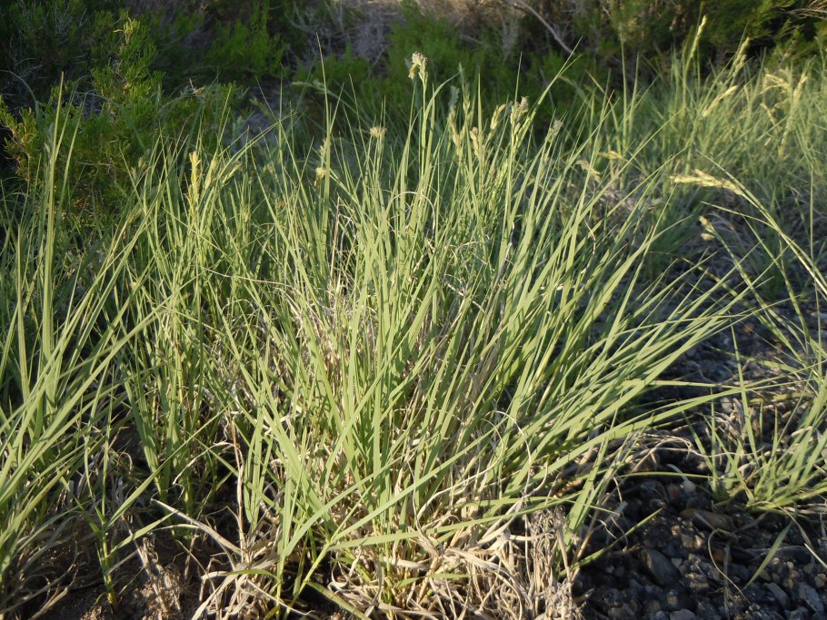 Тягун трава