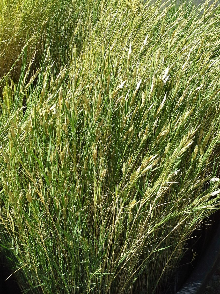 Ботаническая иллюстрация пшеница