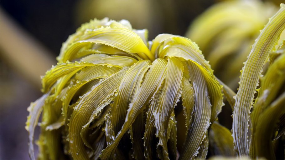 Токсико аллергический блефарит