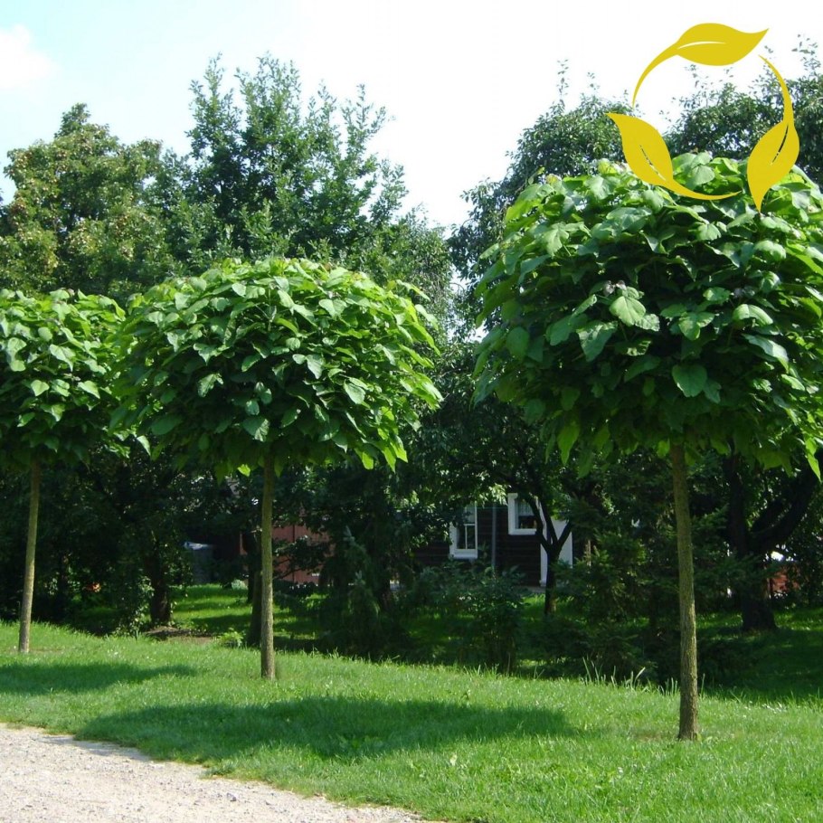 Катальпа сиренелистная