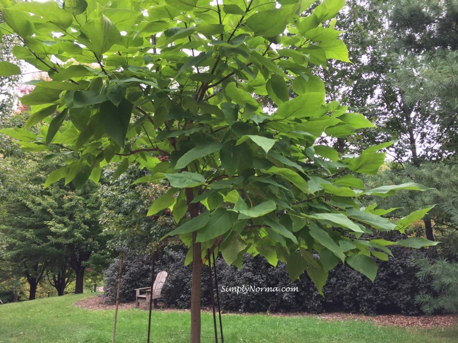 Катальпа прекрасная Catalpa speciosa