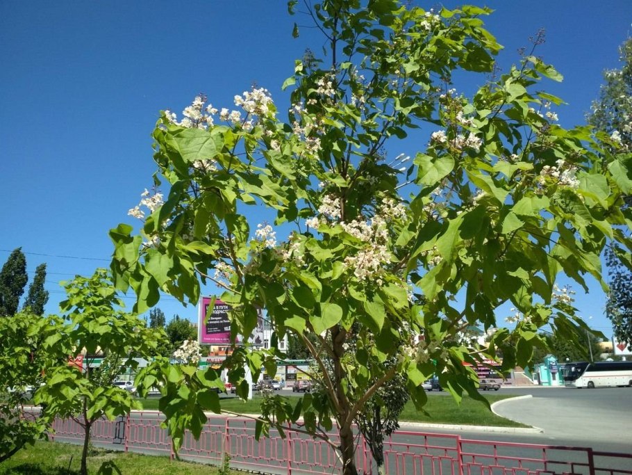 Катальпа дерево