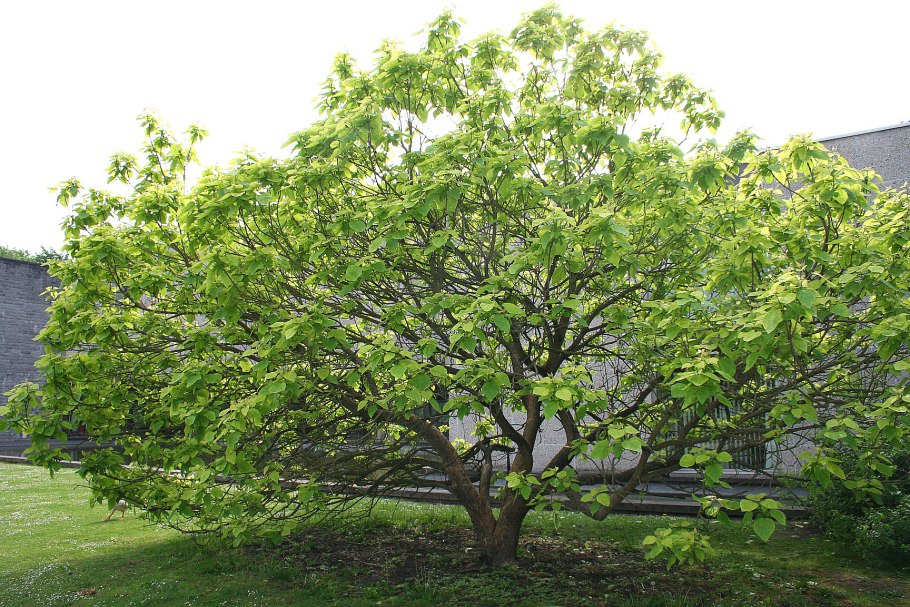 Катальпа прекрасная