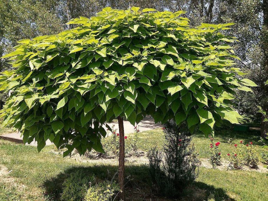 Катальпа бигнониевидная дерево