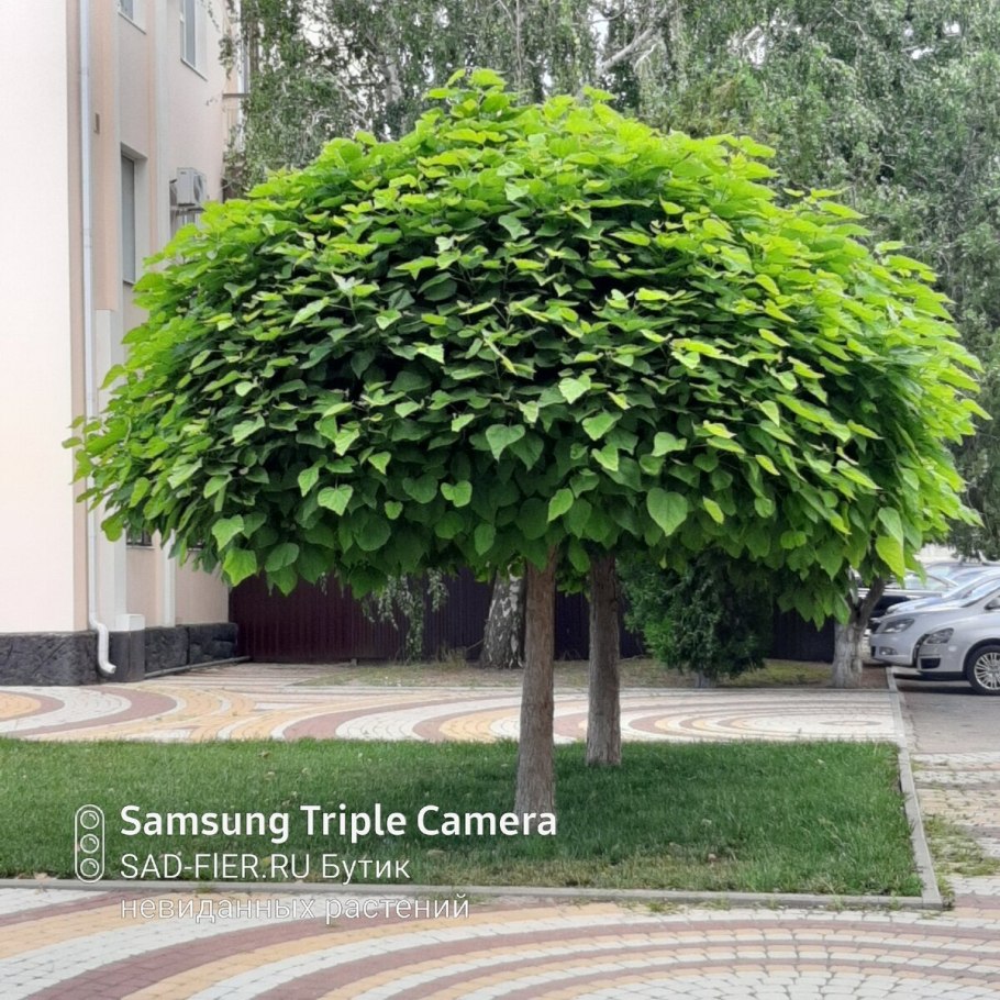 Катальпа бигнониевидная дерево