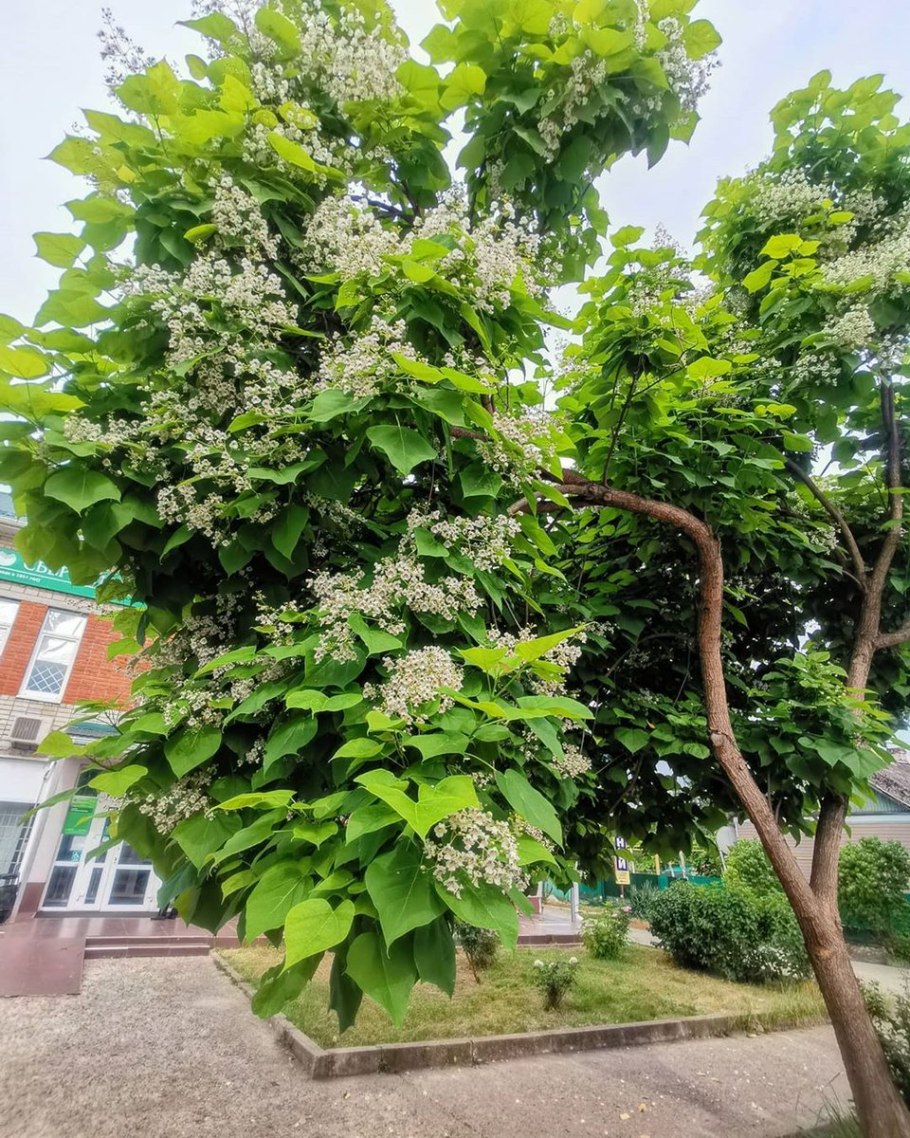 Катальпа бигнониевидная (catalpa bignonioides)