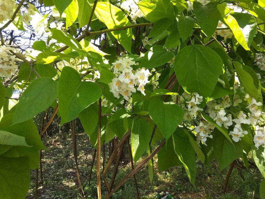 Катальпа Платан