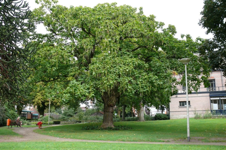 Катальпа сиренелистная