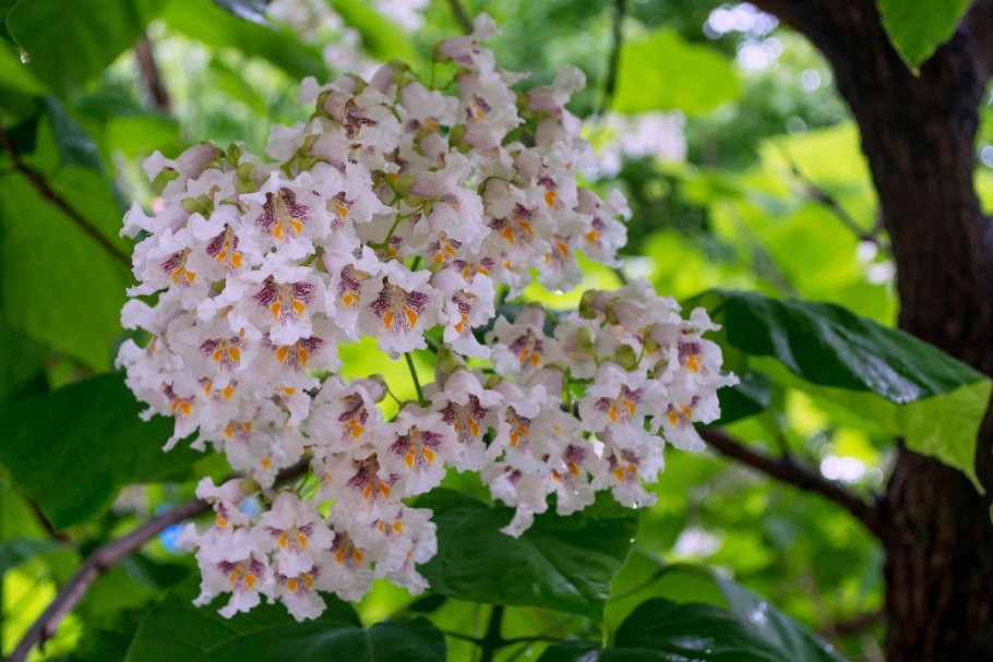 Катальпа бигнониевидная (catalpa bignonioides)