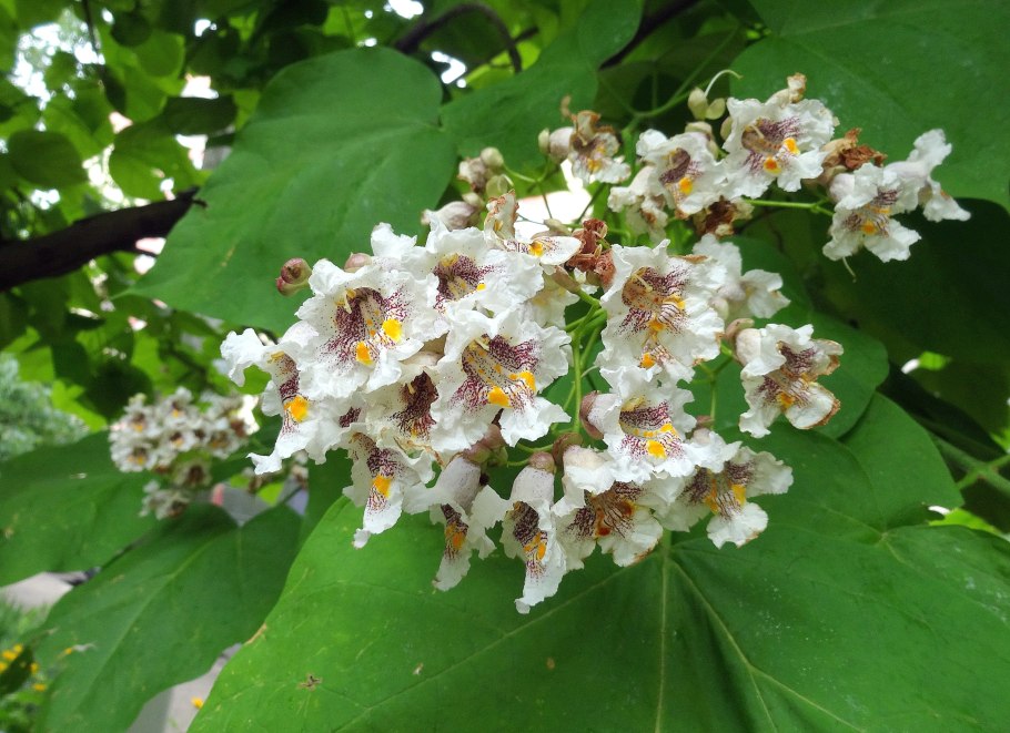 Катальпа цветы