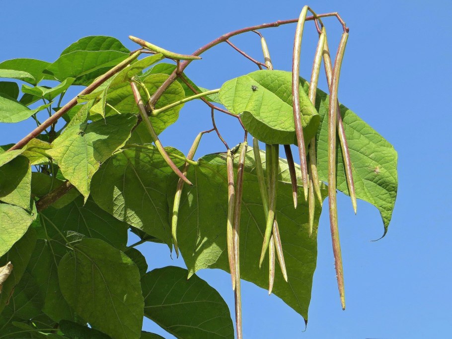 Катальпа бигнониевидная (Catalpa bignonioides)