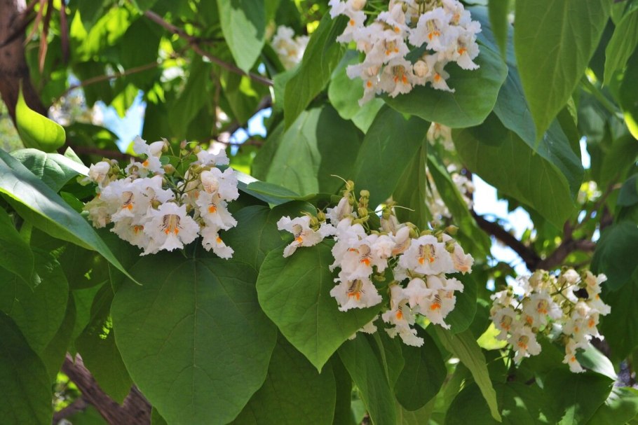 Катальпа обыкновенная бигнониевидная