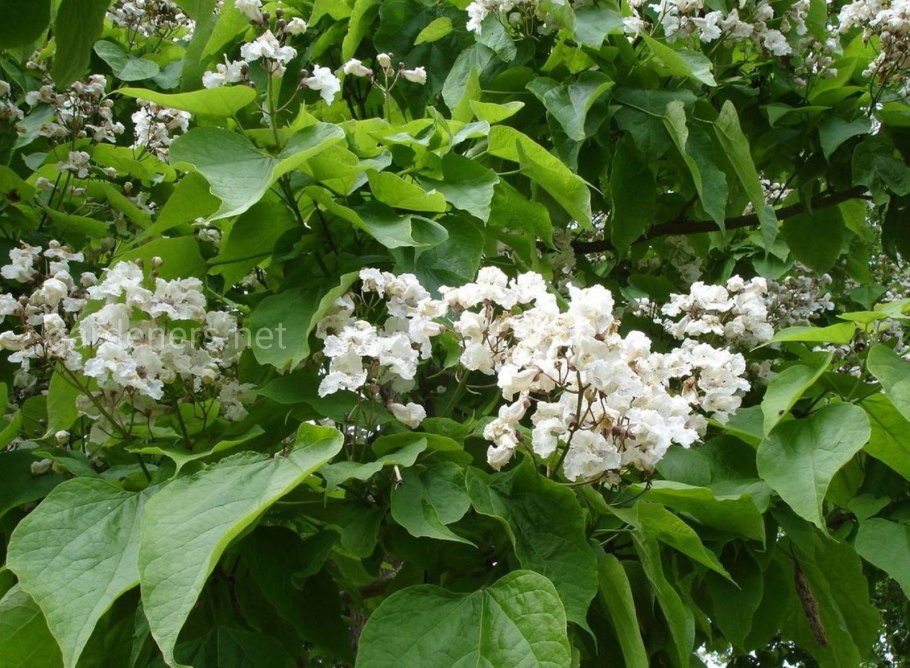 Катальпа фаргеза