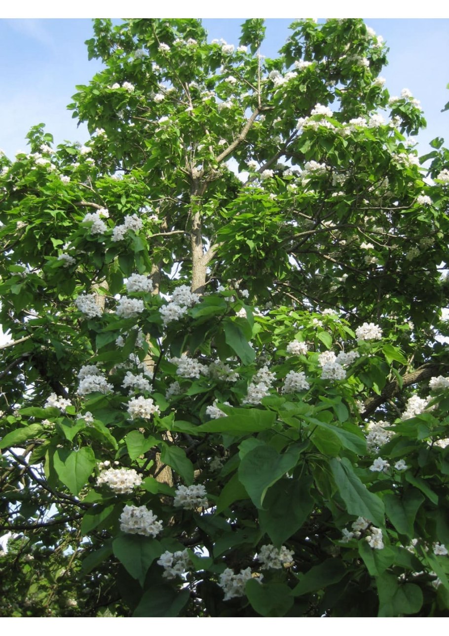 Южное дерево катальпа