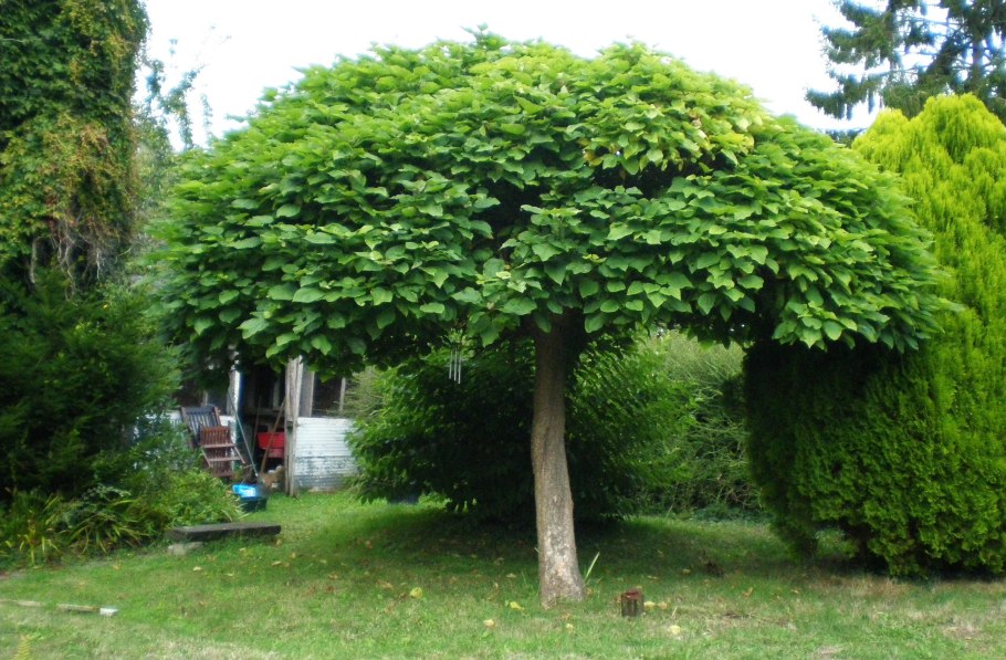 Декоративное дерево для сада