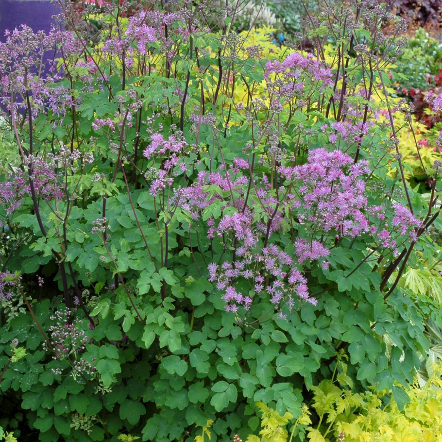 Василистник Элин (Thalictrum Elin)