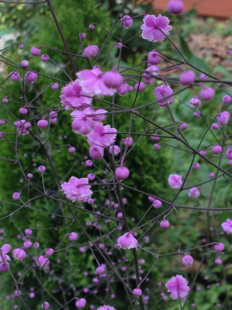 Василистник delavayi